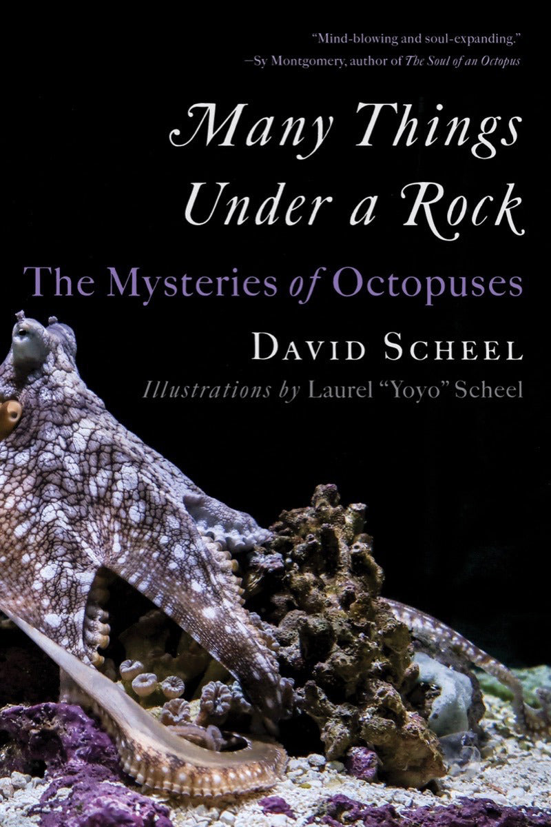 Many Things Under a Rock: The mysteries of octopuses