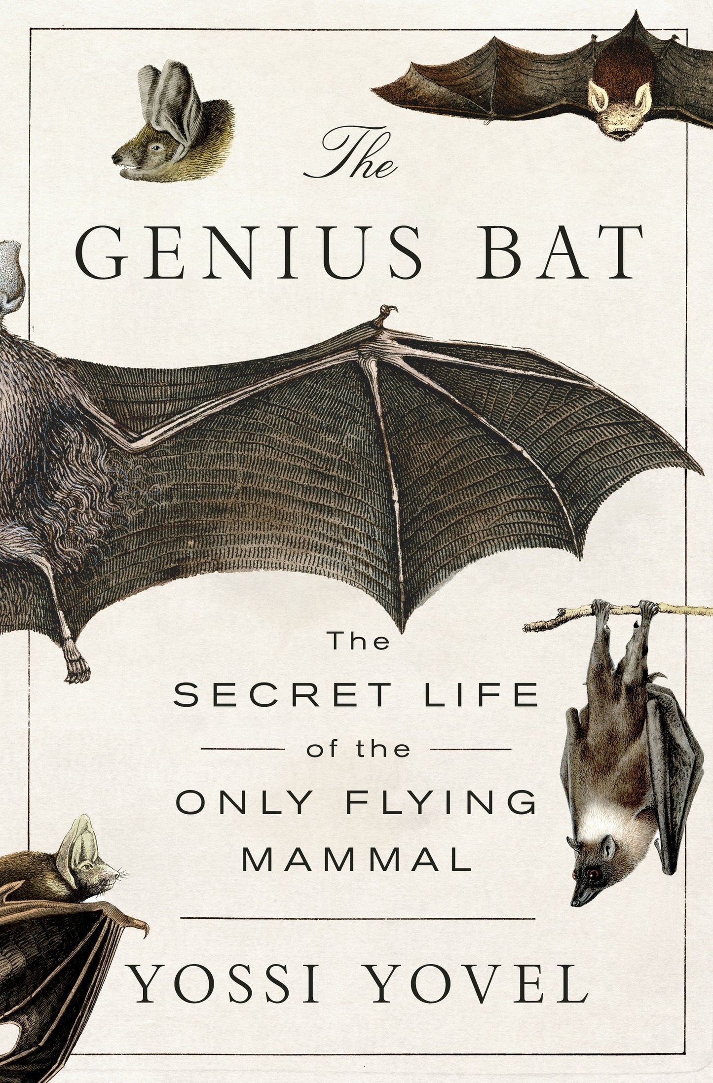 Genius Bat, The: The secret life of the only flying mammal