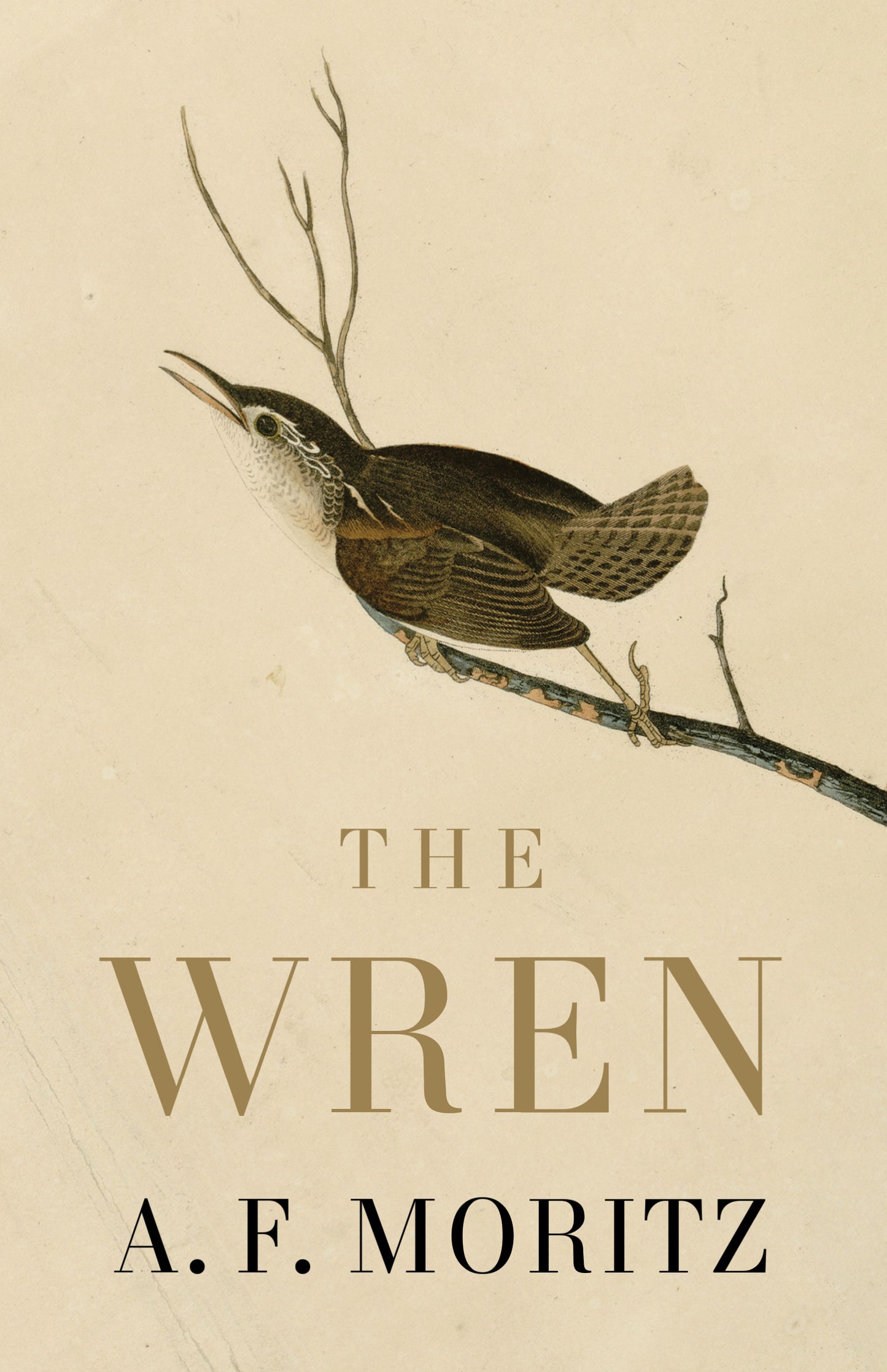 Wren, The