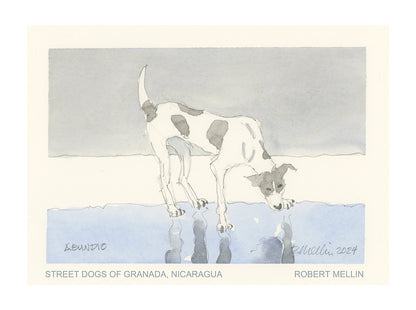 Street Dogs of Granada, Nicaragua (2nd edition)